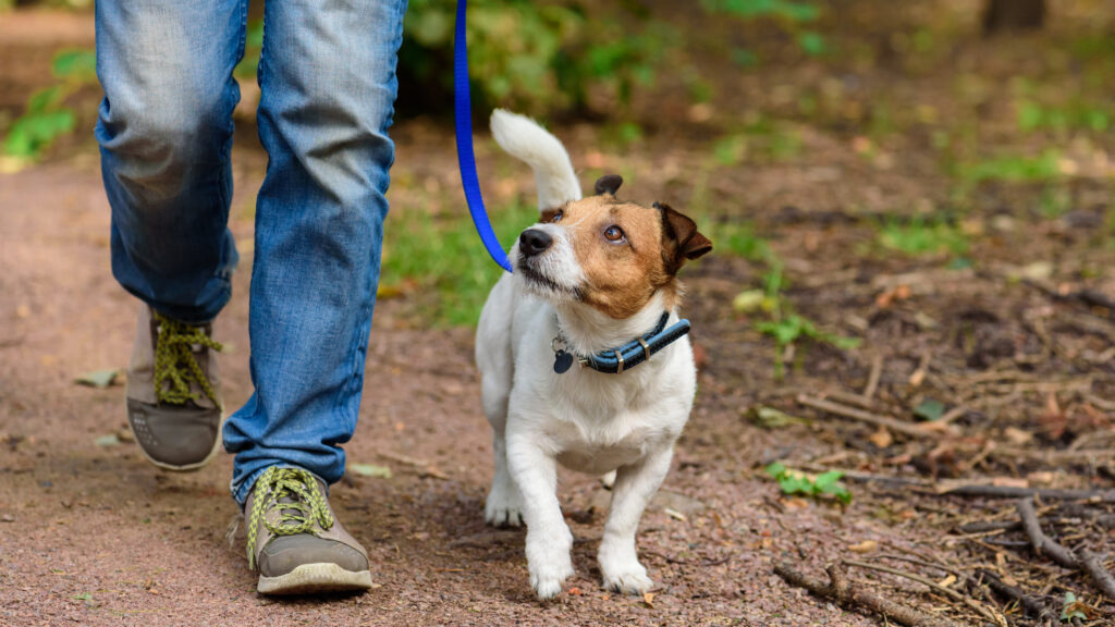 A man was walking his dog in Rehnert Park when they were both struck and killed by a vehicle.